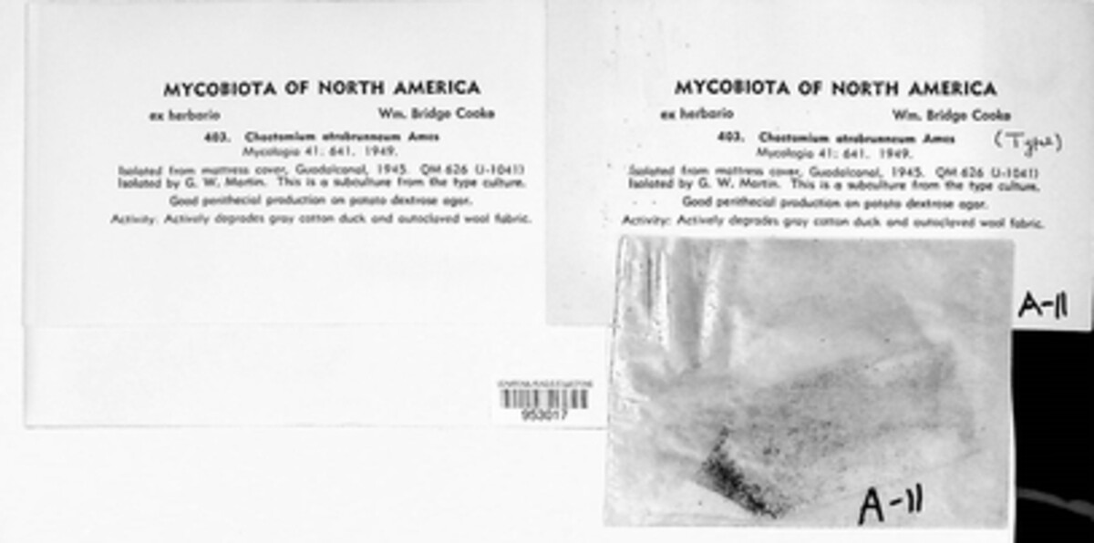 Amesia atrobrunnea image
